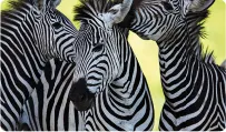 Zebras on the African Photo Safari travel package
